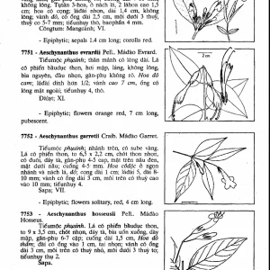 Cây Cỏ Việt Nam (Bộ 3 quyển) – Phạm Hoàng Hộ