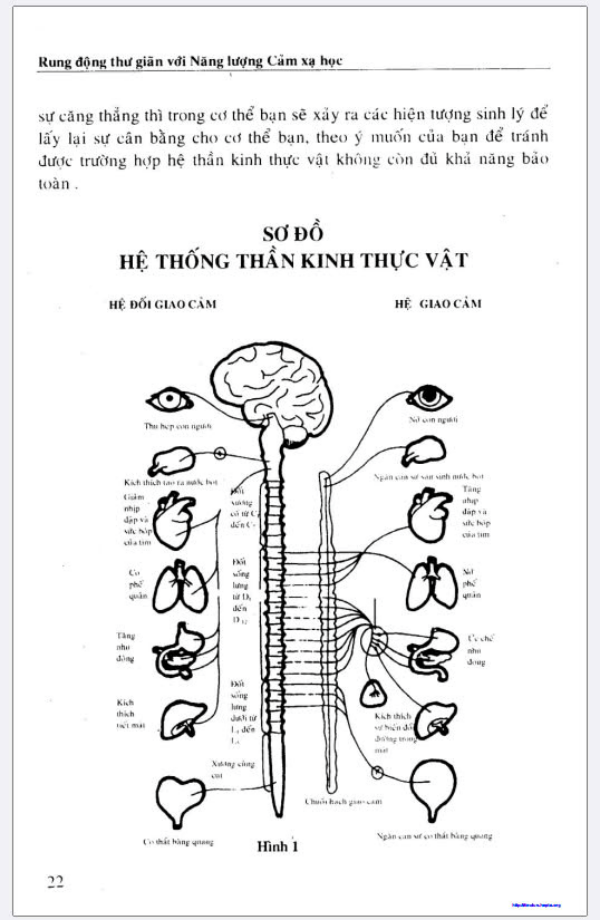 Rung động thư giãn với năng lượng cảm xạ học