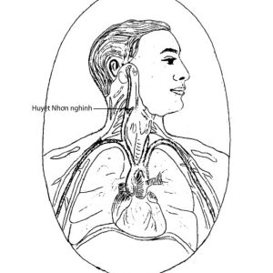 Hoàng Đế Nội Kinh Quyển 2 - Bản Dịch Kinh Điển Cực Chính Xác - Chơn Nguyên